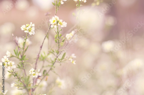 meadow with lot of white flowers