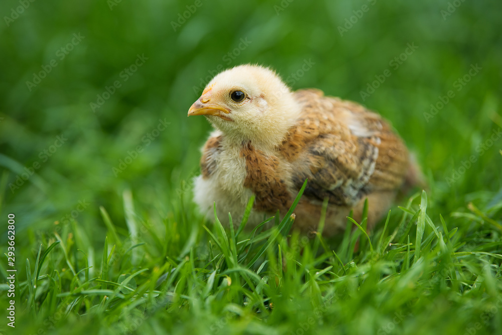 Little chick in a meadow Little chick in a meadow