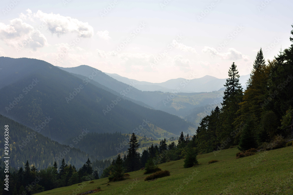Single Tree On The Top Of The Mountain. Carpathian Mountains.