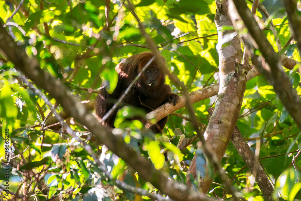 Howler monkey photographed  in Domingos Martins, Espirito Santo. Southeast of Brazil. Atlantic Forest Biome. Picture made in 2013.