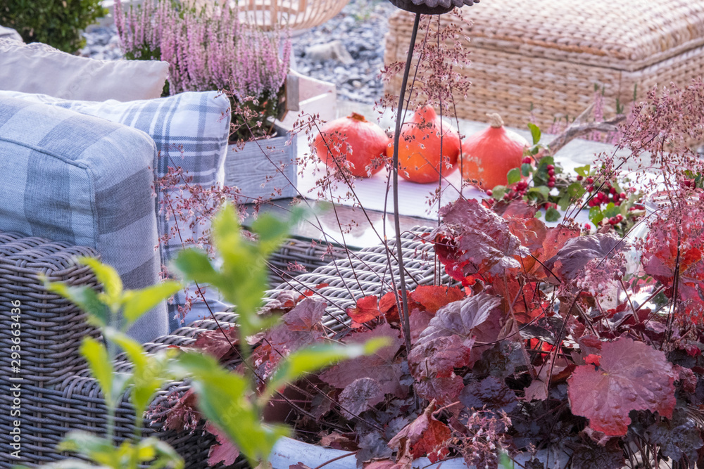 Obraz premium Pumpkin in the garden outumn