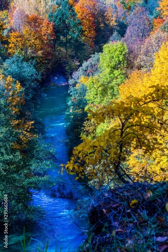 autumn leaves in water