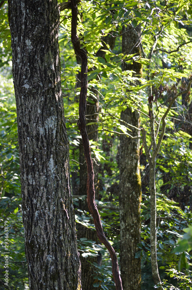 Obraz premium tall trees growing up out of a dense green forest