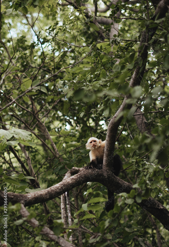 Obraz premium Monkey Jungle