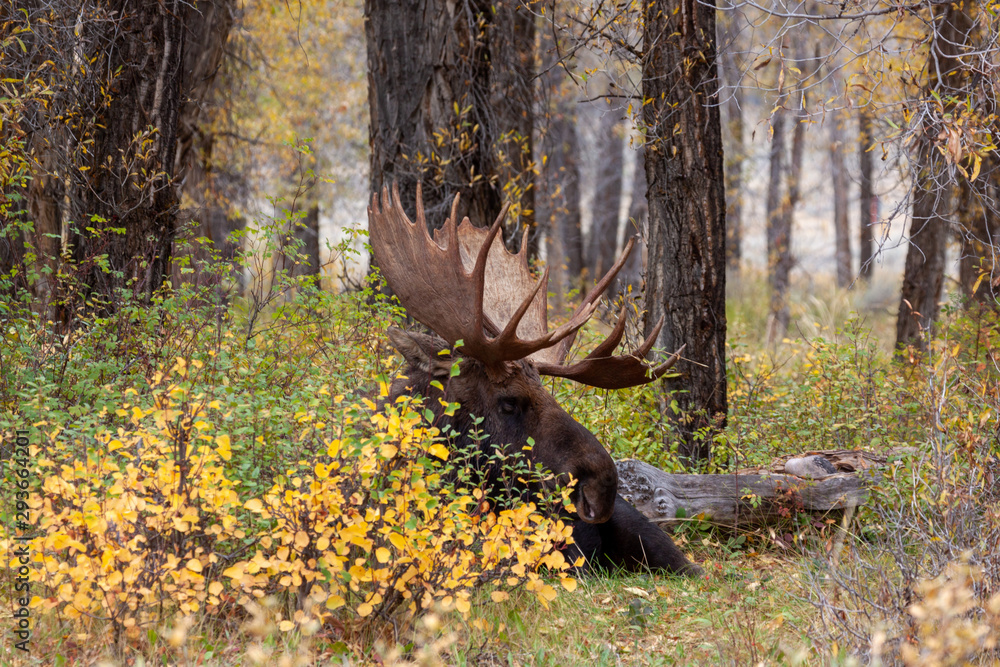 Obraz premium Bull Moose in Wyoming in Autumn