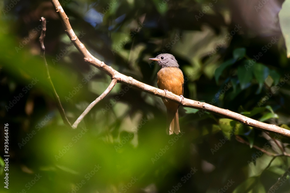 Gray hooded Flycatcher photographed in Domingos Martins, Espirito Santo. Southeast of Brazil. Atlantic Forest Biome. Picture made in 2013. Gray hooded Flycatcher photographed in Domingos Martins, Espirito Santo. Southeast of Brazil. Atlantic Forest Biome. Picture made in 2013.