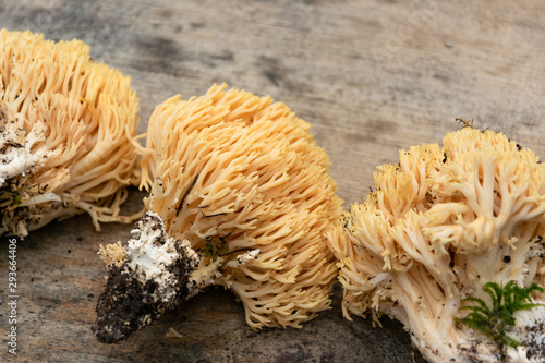 Ramaria flava mushrooms, edible and picked in Europe, though they are easily confused with several mildly poisonous species