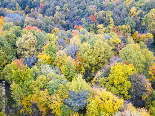 bird s-eye view of the autumn forest