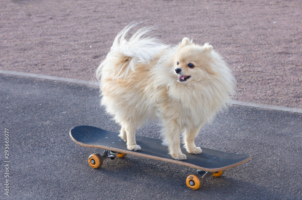Bestemt klik Røg Funny playful dog riding a skateboard on the street, cool puppy is standing  on skate as skater. Skateboarding animal. Creamy beautiful cute Pomeranian  Spitz dog outdoor. Stock-foto | Adobe Stock
