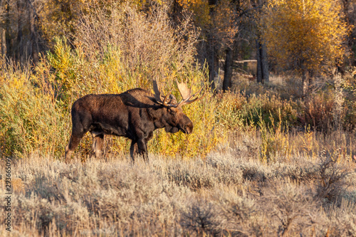 Fototapeta Naklejka Na Ścianę i Meble -  Bull Moose in Wyoming in Autumn