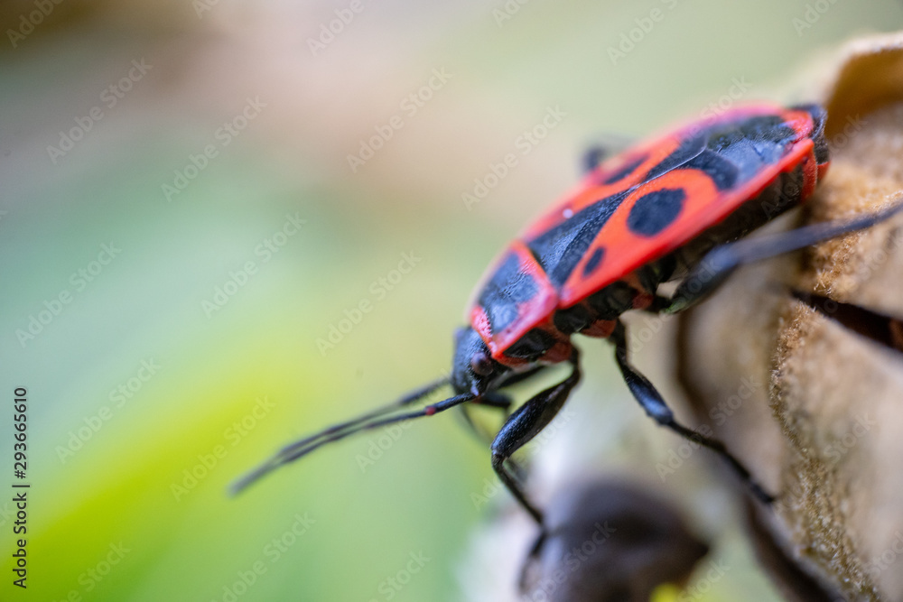 Naklejka premium Insects Macro Photography .Pyrrhocoris apterus