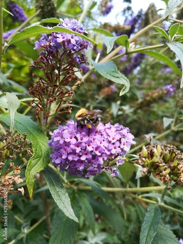 bee on flower