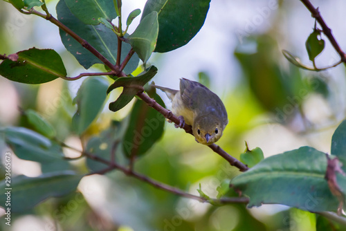 Female Bicolored Conebill photographed  in Vitoria, Espirito Santo. Southeast of Brazil. Atlantic Forest Biome. Picture made in 2013. photo