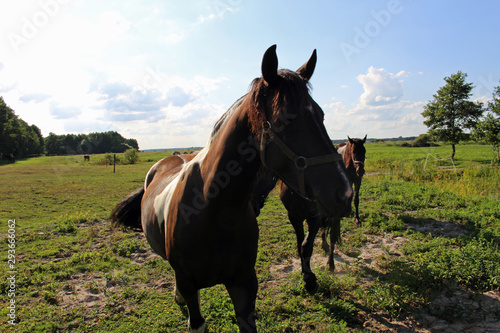 horses on the green grass field