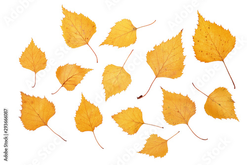 Yellow birch leaves on white background, isolated, close-up, isolated