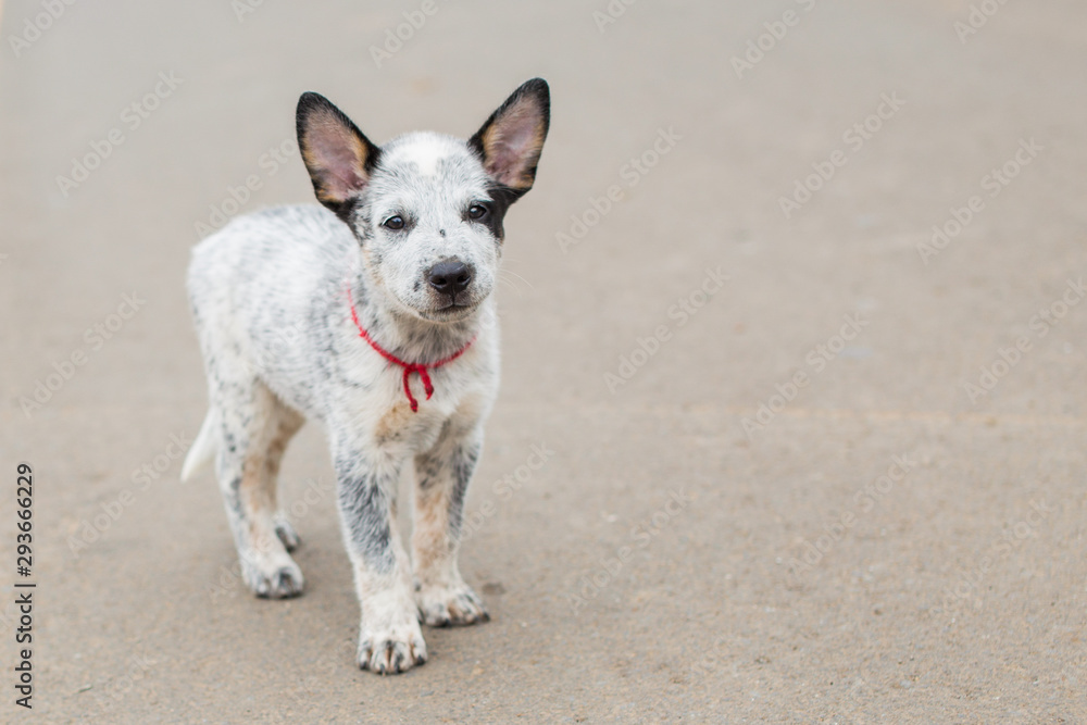 Small dog standing on the street