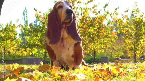 Dog Basset Hound Autumn Park Walk photo