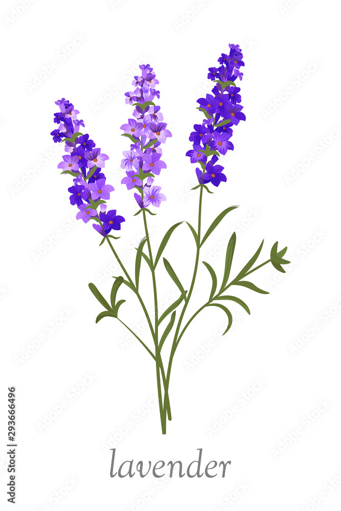 Obraz premium Beautiful lavender flower flat vector illustration