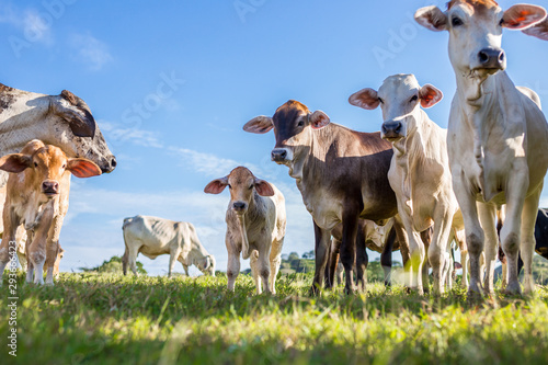 Herd of calves at summer green field