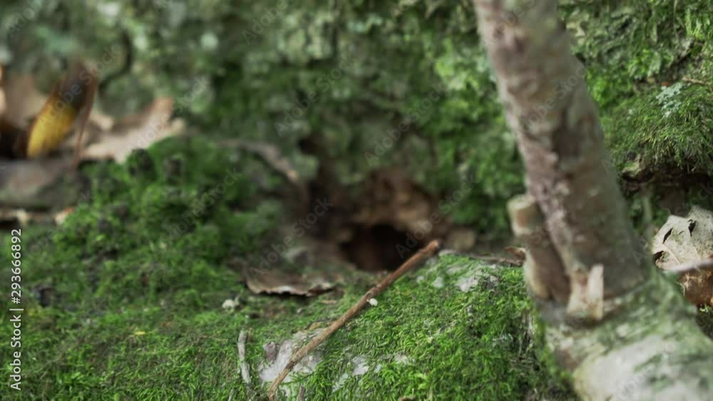 European hornet or Vespa crabro is flying away of mossy stone. European hornet or Vespa crabro is flying away of mossy stone.