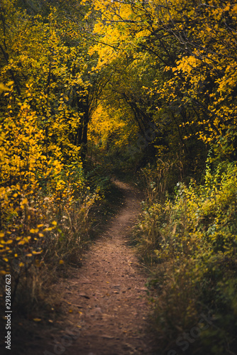 A trail covered in fall foliage in Vail, Colorado. 