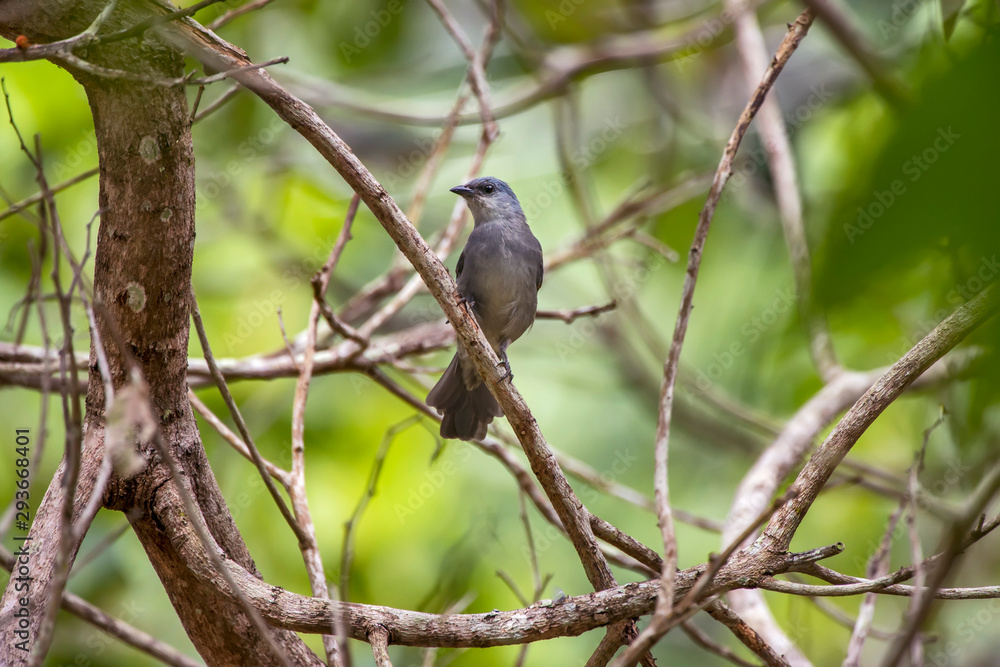 Golden chevroned Tanager photographed in Linhares, Espirito Santo. Southeast of Brazil. Atlantic Forest Biome. Picture made in 2013.