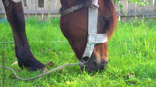 A dark brown horse eats fresh green grass on a field in a village. Wooden houses on background. Horse head close up. A horse grazes on a field. Green meadow. Animals. Eating grass