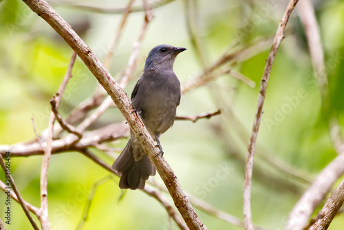 Golden chevroned Tanager photographed in Linhares, Espirito Santo. Southeast of Brazil. Atlantic Forest Biome. Picture made in 2013.