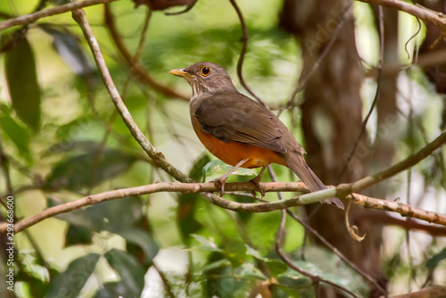 Rufous bellied Thrush photographed in Linhares, Espirito Santo. Southeast of Brazil. Atlantic Forest Biome. Picture made in 2013.