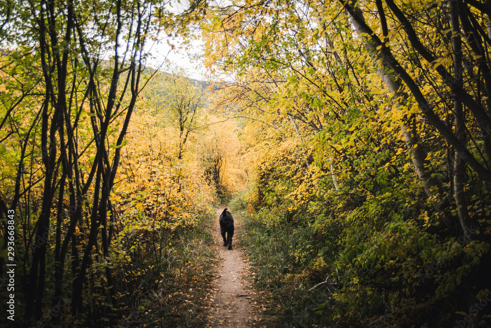 A dog walking on a trail surrounded by fall foliage.  - obrazy, fototapety, plakaty 