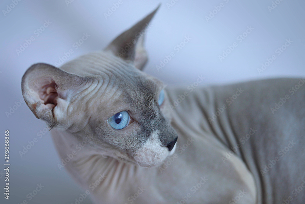 portrait of sphinx hairless cat portrait of sphinx hairless cat