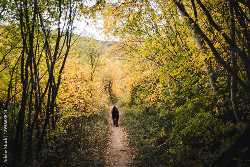 A dog walking on a trail surrounded by fall foliage. 