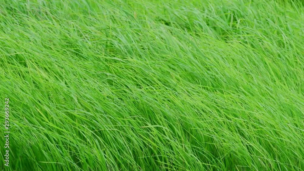 Green grass moving under strong winds Green grass moving under strong winds