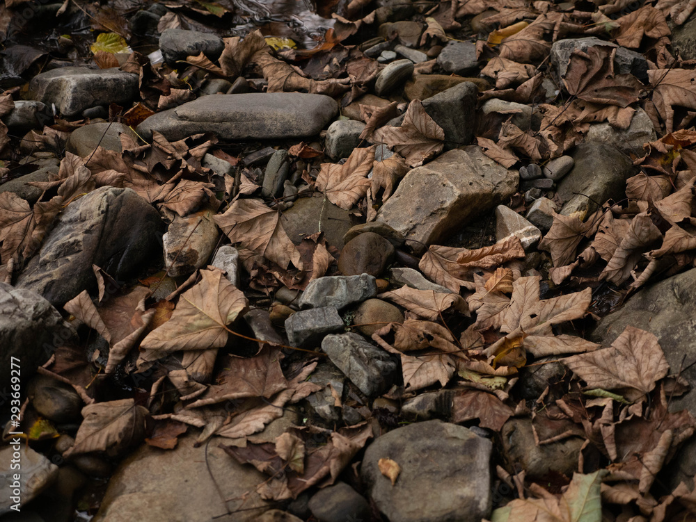 autumn fallen colorful leaves of trees autumn fallen colorful leaves of trees