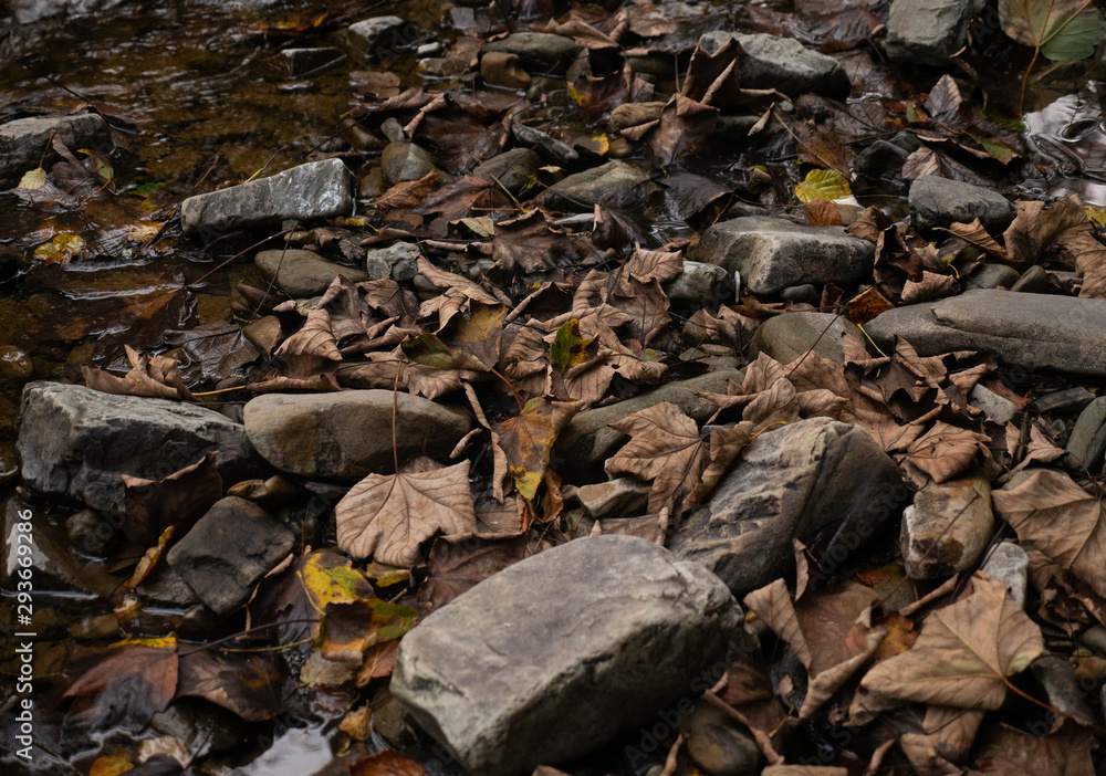 autumn fallen colorful leaves of trees