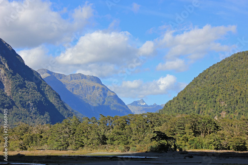 Forest seen from the milford sound