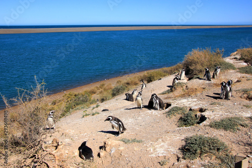 Magellan Pinguine auf Halbinsel Valdes in Argentinien