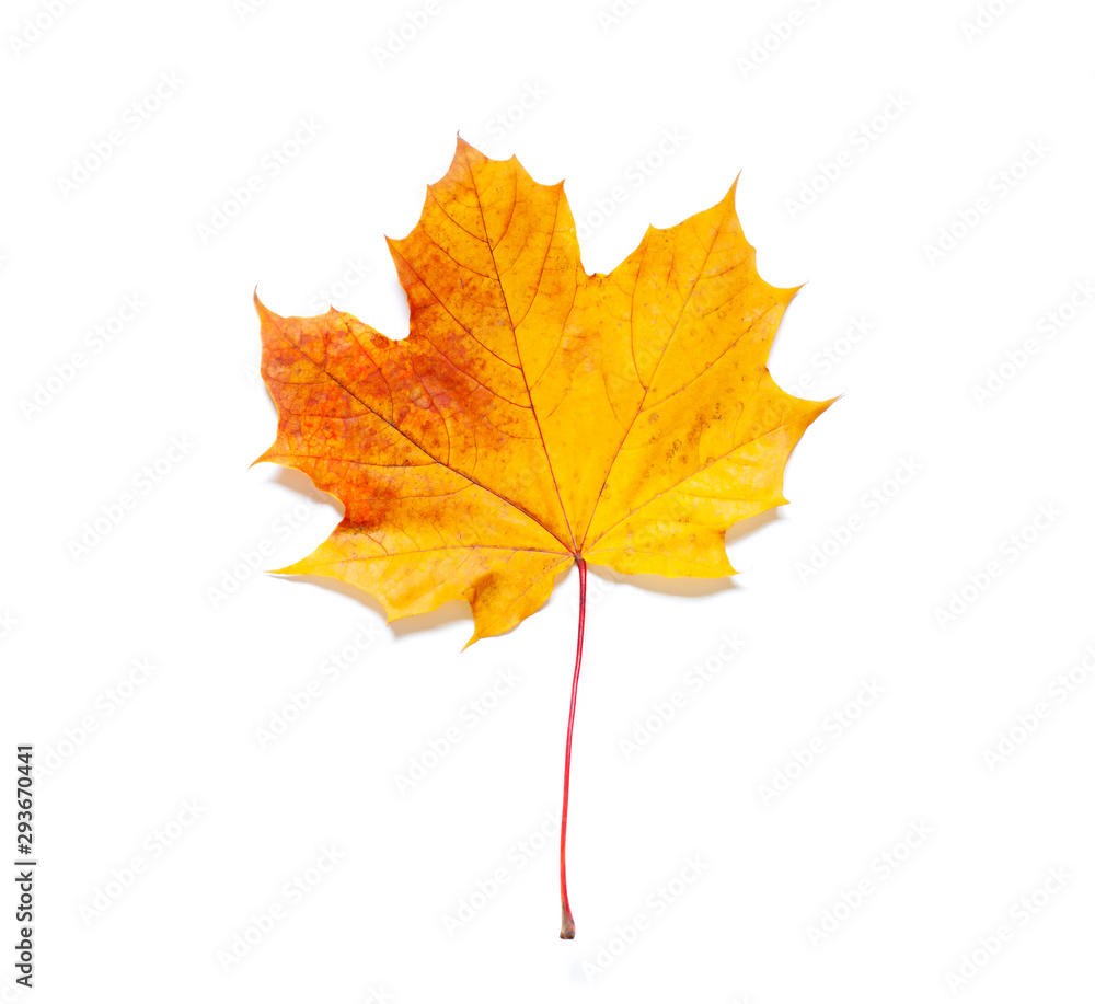 Colorful Autumn maple yellow leaf on the white background. Top view Colorful Autumn maple yellow leaf on the white background. Top view