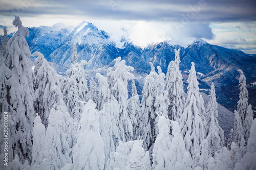 magical winter landscape with snowy firs in the mountains
