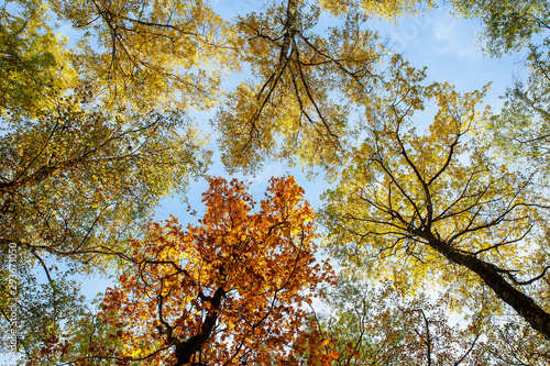 beautiful natural landscape with bottom view of the tops of trees with colorf...