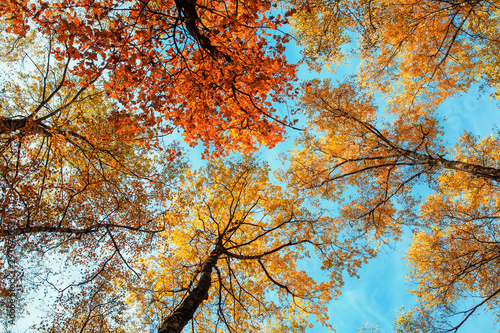 beautiful natural background with bottom view of the tops of trees with color...