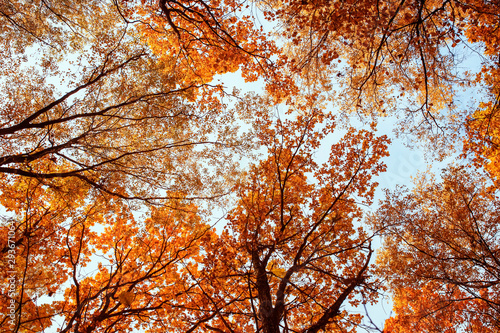 beautiful natural landscape with bottom view of the tops of trees with colorf...