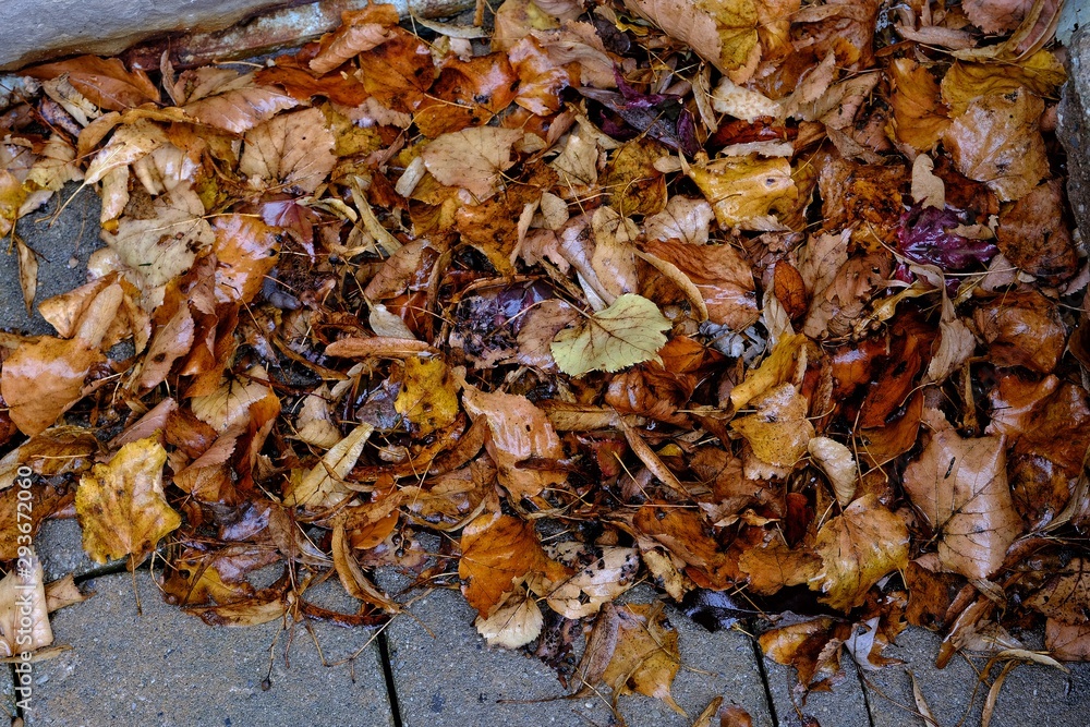 autumn leaves on ground