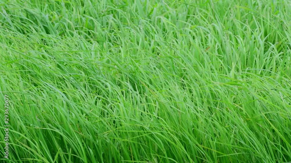 Slow motion wind blowing grass on green meadow Slow motion wind blowing grass on green meadow
