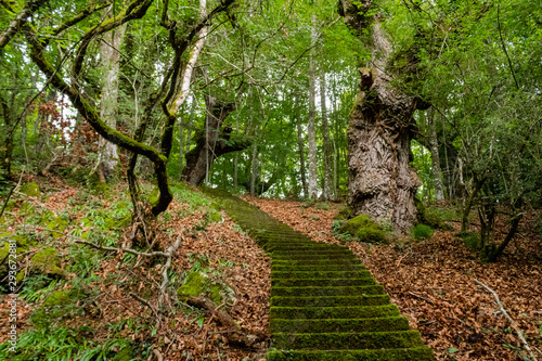 rural stairs built of wood and stone, made in the Basque country photo