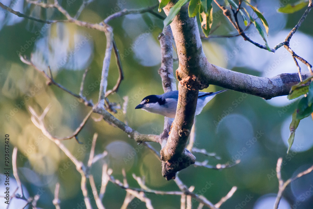 Hooded Tanager photographed in Linhares, Espirito Santo. Southeast of Brazil. Atlantic Forest Biome. Picture made in 2013.