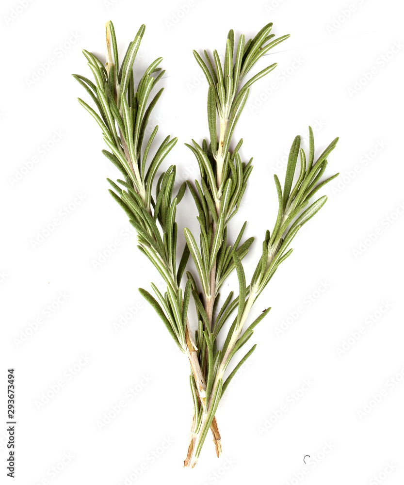 Fototapeta premium rosemary on a white background