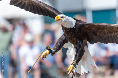 Close up of a bald eagle (haliaeetus leucocephalus) flying infront of a crowd of people in a falconry demonstration.