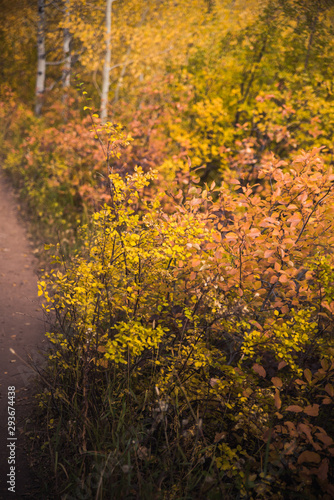 Fall foliage in Vail  Colorado. 