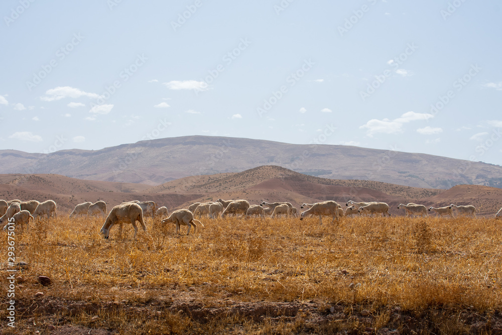 Sheep graze on grassy fields in High Atlas Mountains in Morocco. Sheep graze on grassy fields in High Atlas Mountains in Morocco.